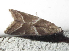 Nyctegretis triangulella