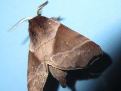 Gonoclostera timoniorum