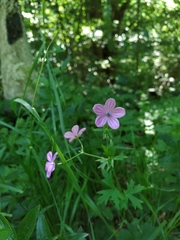 Geranium asphodeloides tauricum