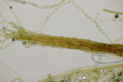 Tomentella ferruginea