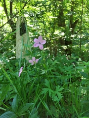 Geranium asphodeloides tauricum