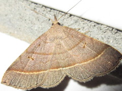 Paracolax trilinealis