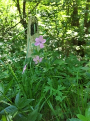 Geranium asphodeloides tauricum