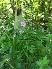 Geranium asphodeloides tauricum
