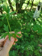 Geranium asphodeloides tauricum