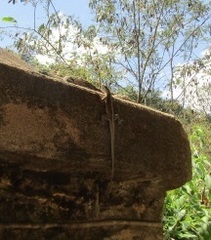 Tropidurus semitaeniatus