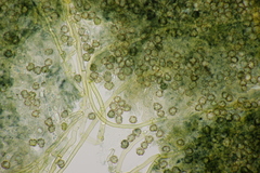 Tomentella ferruginea