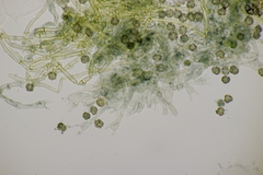 Tomentella ferruginea