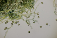 Tomentella ferruginea