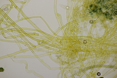 Tomentella ferruginea