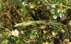 Triticum dicoccoides