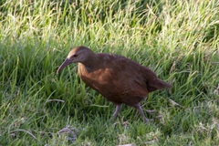 Gallirallus sylvestris