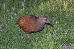 Gallirallus sylvestris