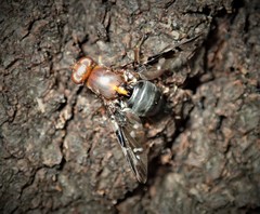 Acanthonevroides basalis