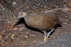 Gallirallus sylvestris