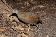 Gallirallus sylvestris