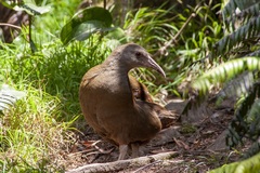Gallirallus sylvestris
