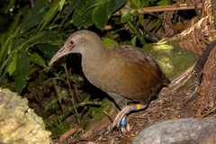 Gallirallus sylvestris