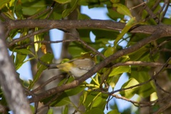 Zosterops lateralis tephropleurus