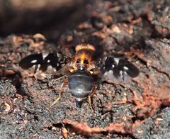 Acanthonevroides basalis