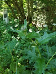 Cirsium laniflorum