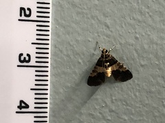 Nacoleia mesochlora