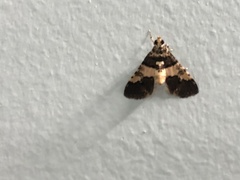 Nacoleia mesochlora
