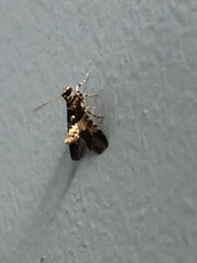 Nacoleia mesochlora