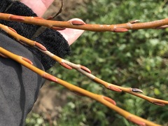 Salix × fragilis vitellina