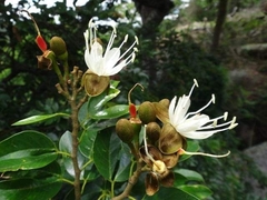 Hymenaea courbaril