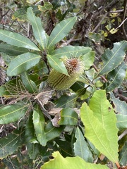 Banksia robur
