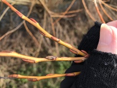 Salix × fragilis vitellina
