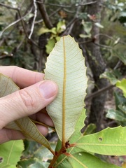 Banksia robur