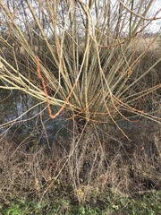 Salix × fragilis vitellina
