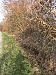 Salix × fragilis vitellina