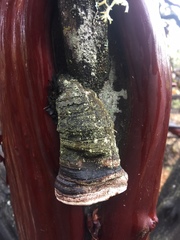Phellinus arctostaphyli