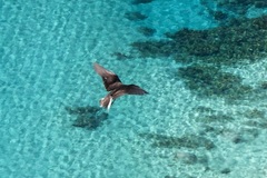 Onychoprion fuscatus