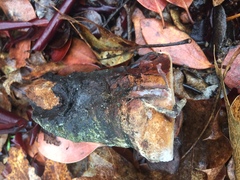 Phellinus arctostaphyli