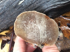 Phellinus arctostaphyli