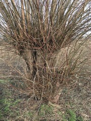 Salix × fragilis vitellina