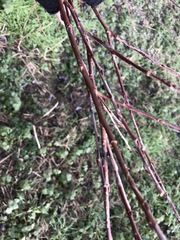 Salix × fragilis vitellina