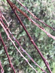 Salix × fragilis vitellina