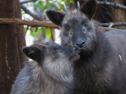 Japanese Serow (Capricornis crispus)