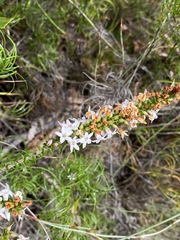 Epacris pulchella