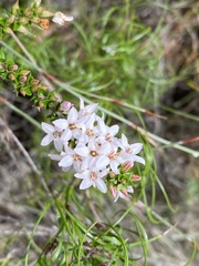 Epacris pulchella