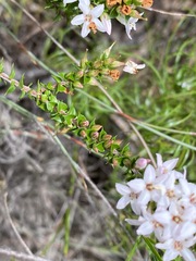 Epacris pulchella