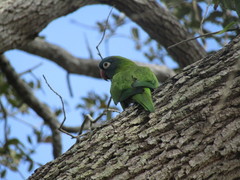 Thectocercus acuticaudatus