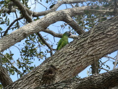 Thectocercus acuticaudatus