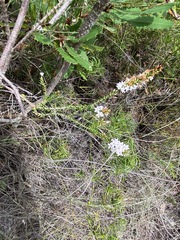 Epacris pulchella