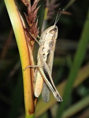 Macrotona securiformis